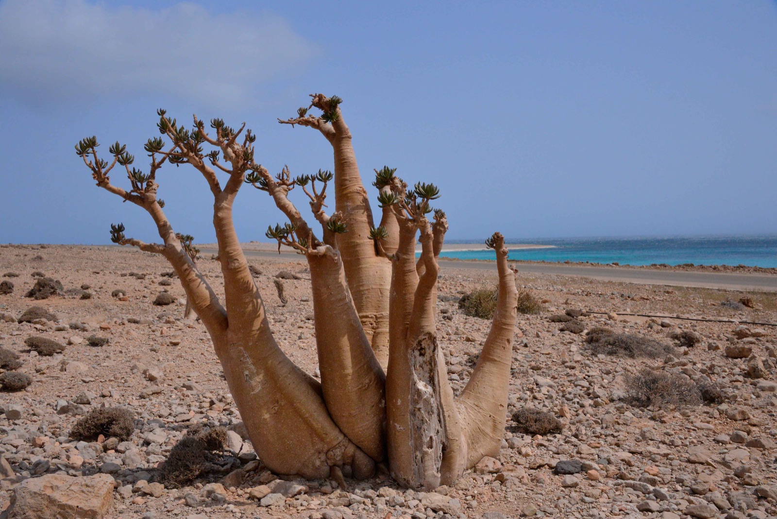 Bottle tree in bloom, Socotra